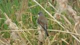 Red-backed Shrike (hybrid?)