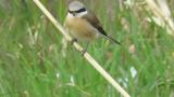 Red-backed Shrike (hybrid?)