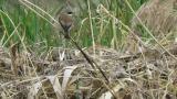 Red-backed Shrike (hybrid?)