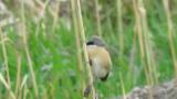 Red-backed Shrike (hybrid?)