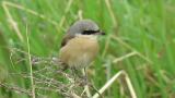 Red-backed Shrike (hybrid?), close up