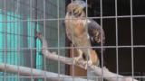 Crested Honey Buzzard in Himeji City Zoo, beak cleaning, wing flapping