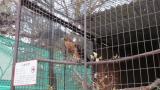 Crested Honey Buzzard in Himeji City Zoo, movement after eating