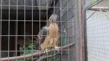 Crested Honey Buzzard in Himeji City Zoo, defecation, movement after eating