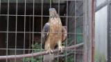 Crested Honey Buzzard in Himeji City Zoo, movement after eating
