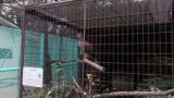 Crested Honey Buzzard in Himeji City Zoo, reaction when I was leaving