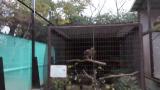 Crested Honey Buzzard in Himeji City Zoo, reaction when I was leaving