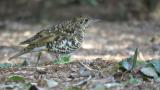 Foraging White's Thrush