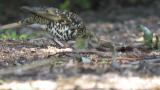 Foraging White's Thrush