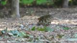 Foraging White's Thrush