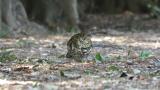 Foraging White's Thrush