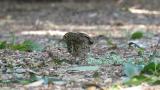 Foraging White's Thrush