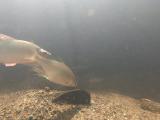 カネヒラの産卵行動