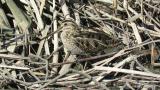 Common Snipe