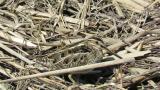 Common Snipe