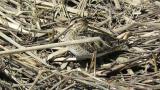 Common Snipe, walking