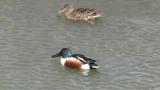 Northern Shovelers