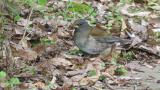 Foraging Pale Thrush