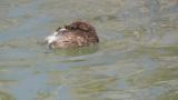 Preening Little Grebe
