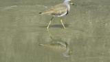Walking Grey-headed Lapwing