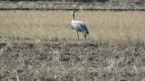 Foraging Demoiselle Crane