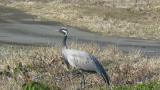 Foraging Demoiselle Crane