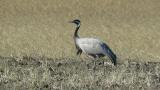 Walking and foraging Demoiselle Crane