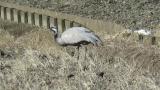 Walking and foraging Demoiselle Crane