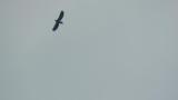 Steller's Sea Eagle returned to the north