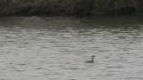 Horned Grebe