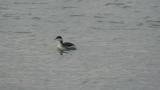 Foraging Horned Grebe