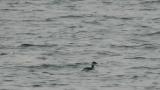 Foraging Horned Grebe