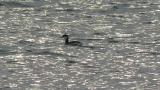 Horned Grebe