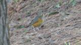 Foraging Grey-backed Thrush