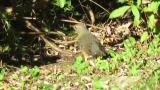 Foraging Grey-backed Thrush