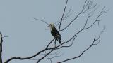 Singing Chestnut-cheeked Starling
