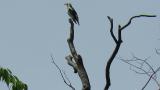 Singing Chestnut-cheeked Starling