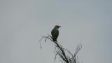 Calling juvenile Chestnut-cheeked Starling