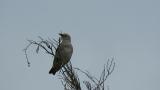 Calling juvenile Chestnut-cheeked Starling