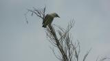 Calling juvenile Chestnut-cheeked Starling