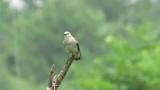 Calling juvenile Chestnut-cheeked Starling