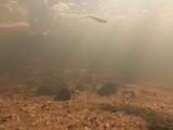 カネヒラの繁殖行動