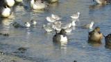 Foraging Sanderlings