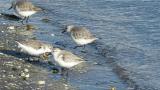 Foraging Sanderlings