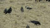 Adult Daurian Jackdaw and Rooks