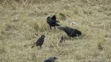 Adult Daurian Jackdaw and Rooks, flight at the end