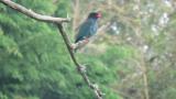 Oriental Dollarbird, perched and preening
