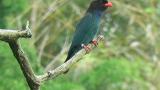 Perched Oriental Dollarbird