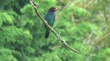 Perched Oriental Dollarbird