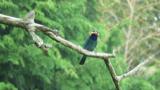 Oriental Dollarbird carrying food